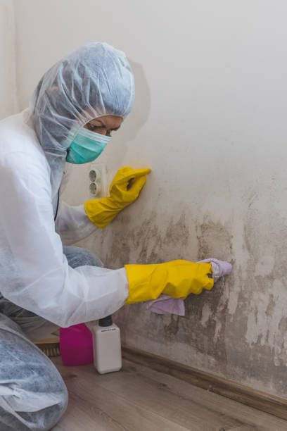 Best Post-Construction Mold Inspection  in Golden Valley, AZ