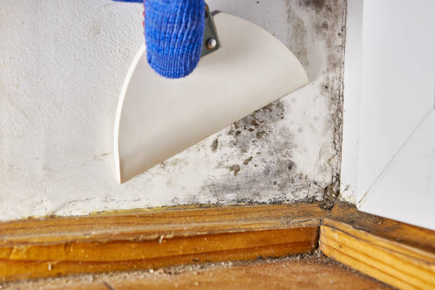 Best Black Mold Removal  in Golden Valley, AZ